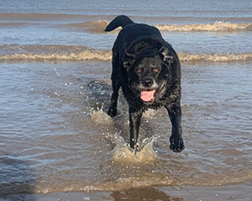 Animal-Assisted Therapy (AAT)